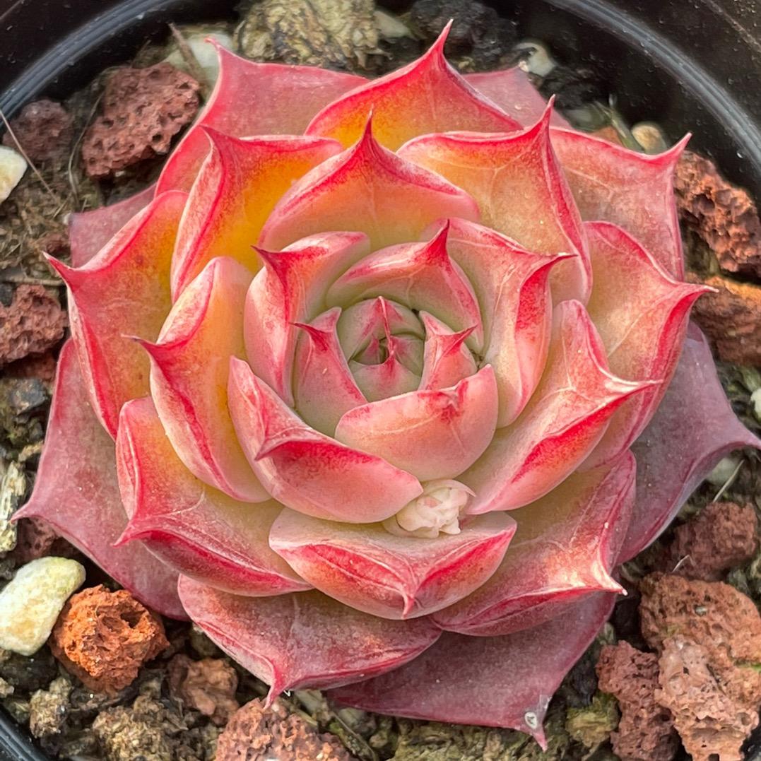 云品花卉