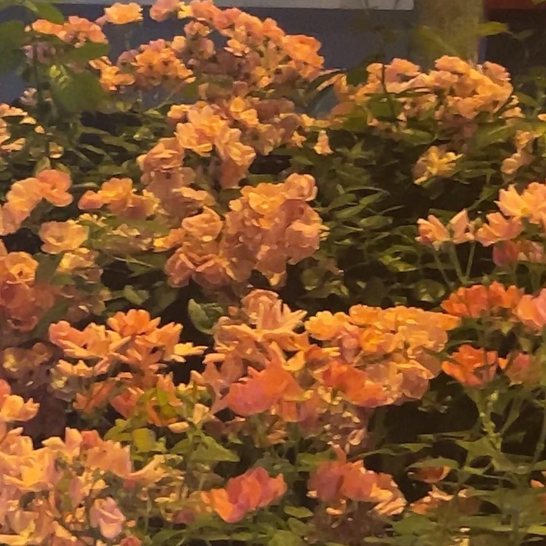 过往烟云🥀࿐