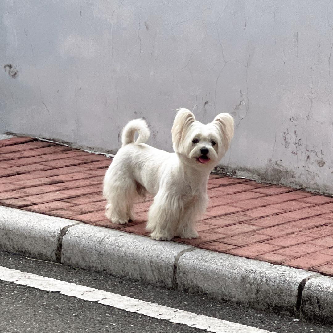 马小辫
