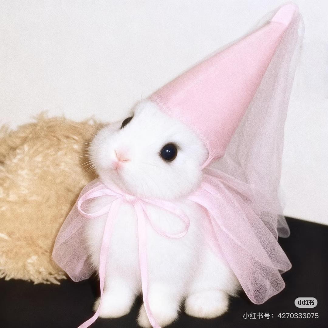 兔子🐰队长