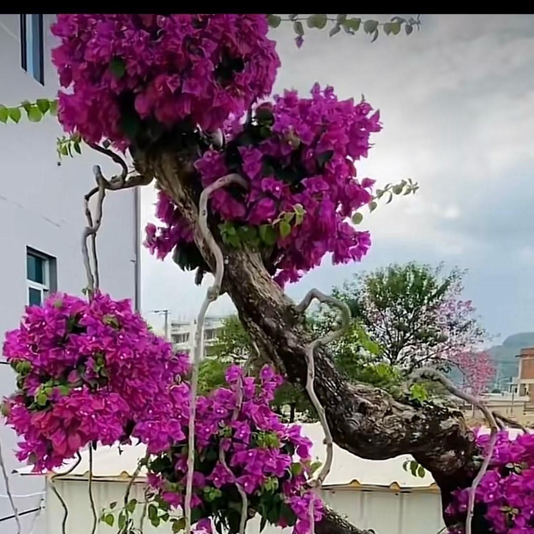 战山为王花卉园艺