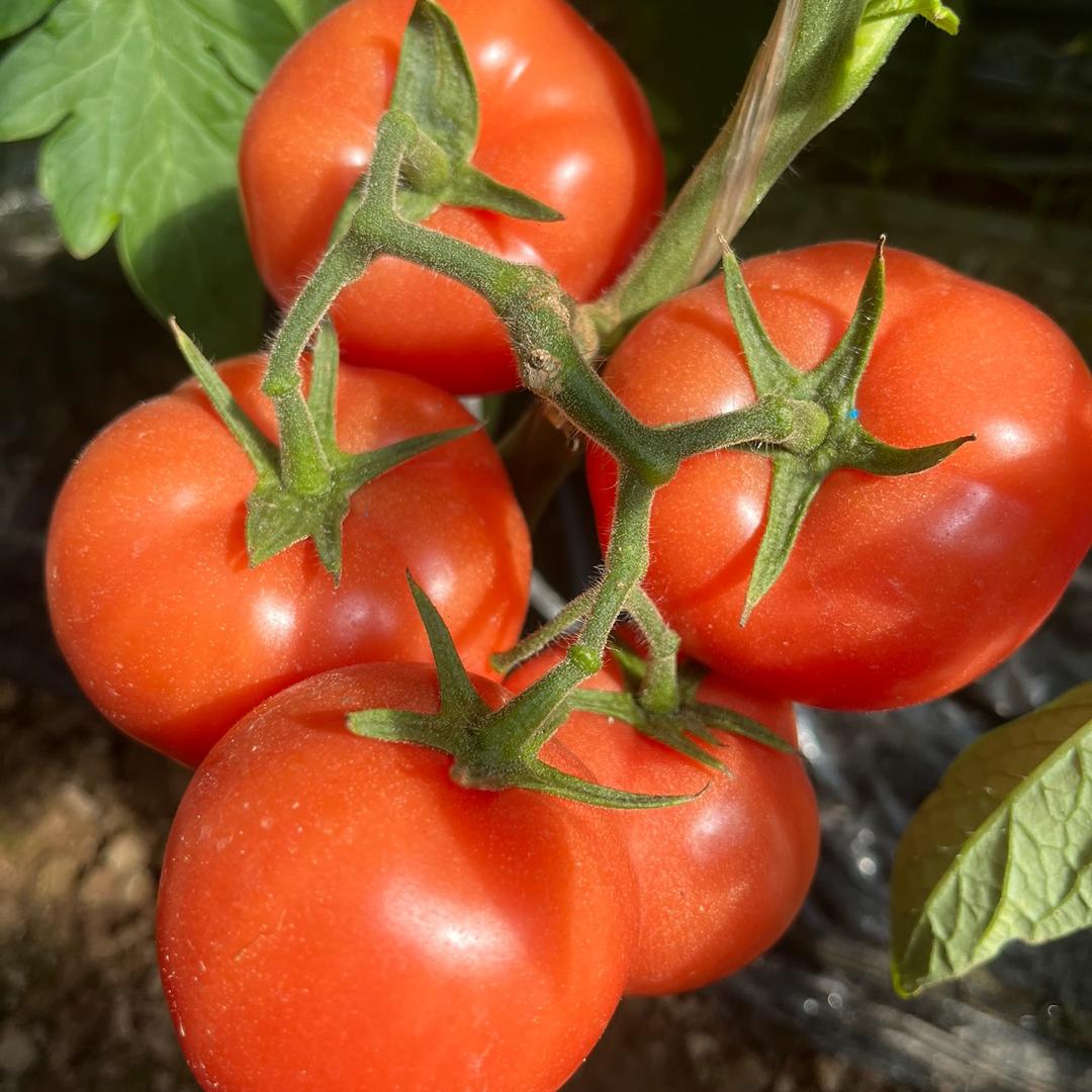 🥕燕子🍅番茄园