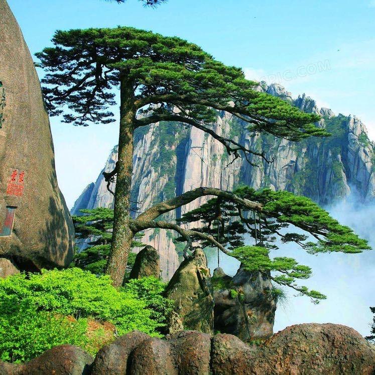 春不晚景观