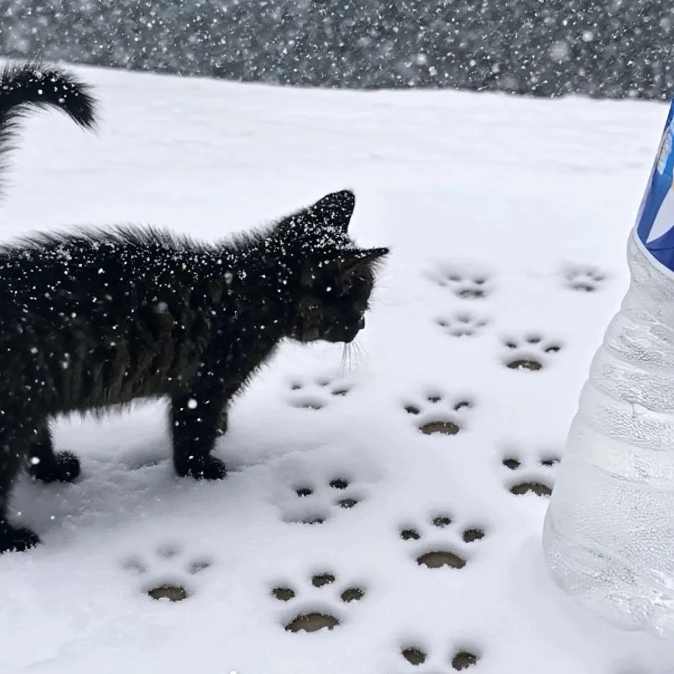 🌈爆炸板栗🌰