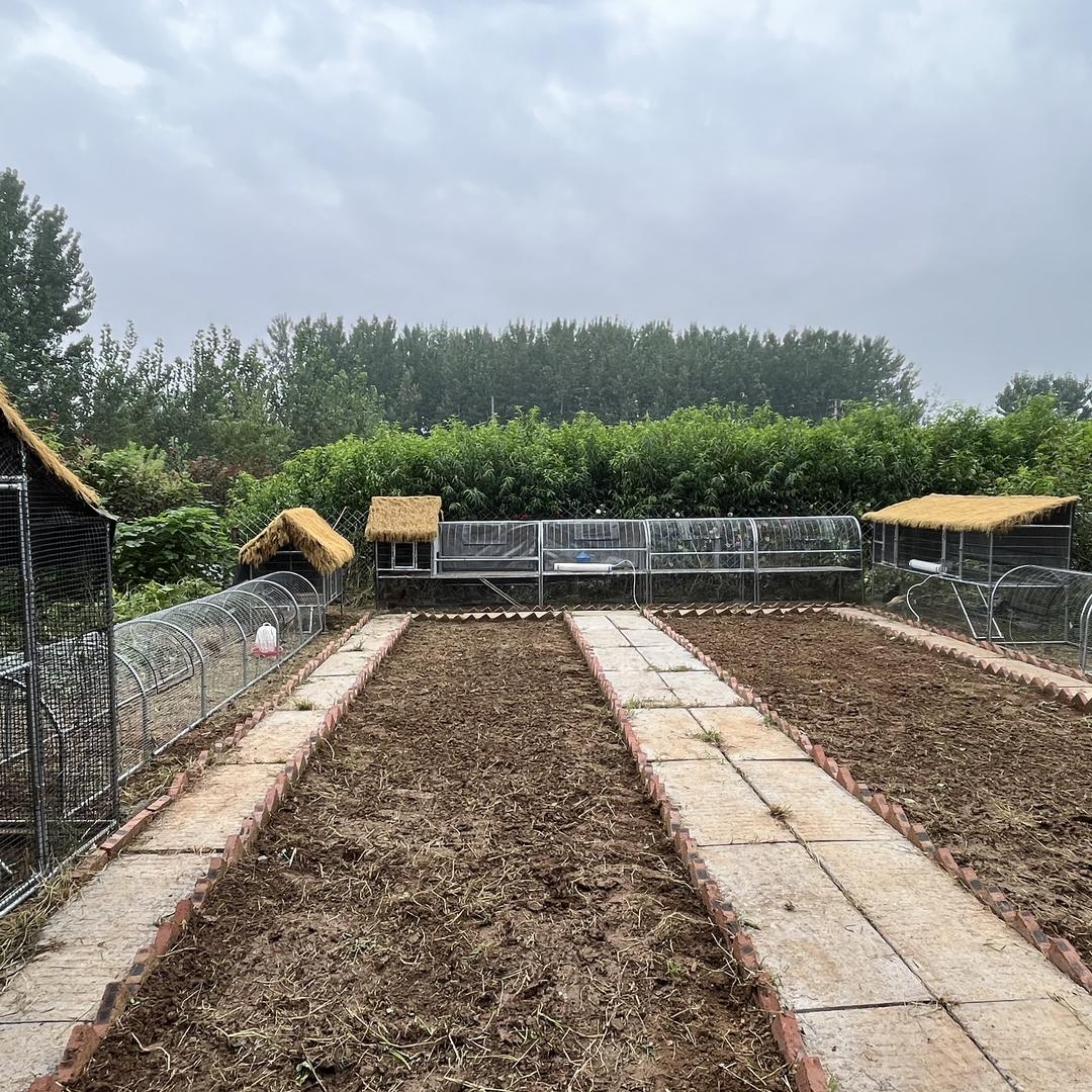 竹音鸡笼养殖棚厂