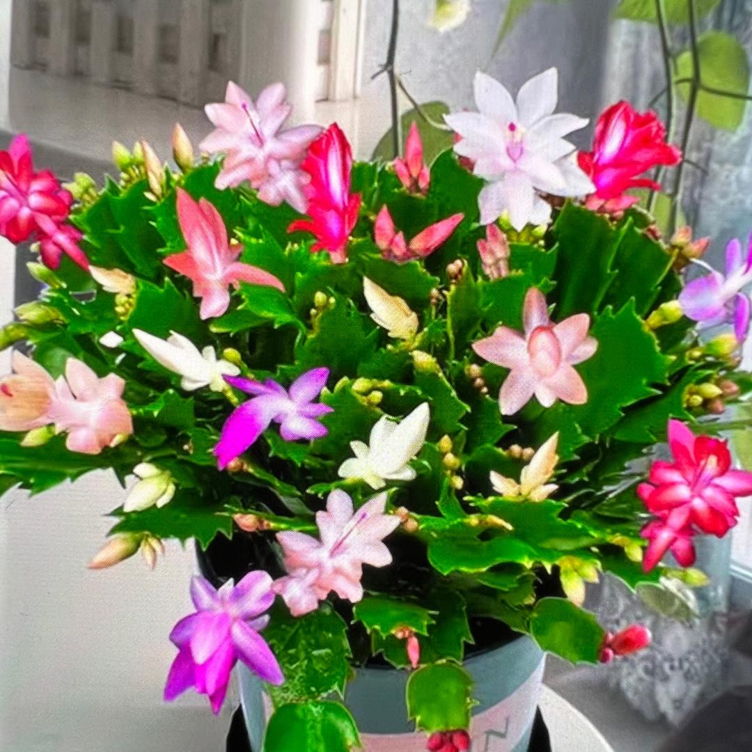 敏优雨花卉苑