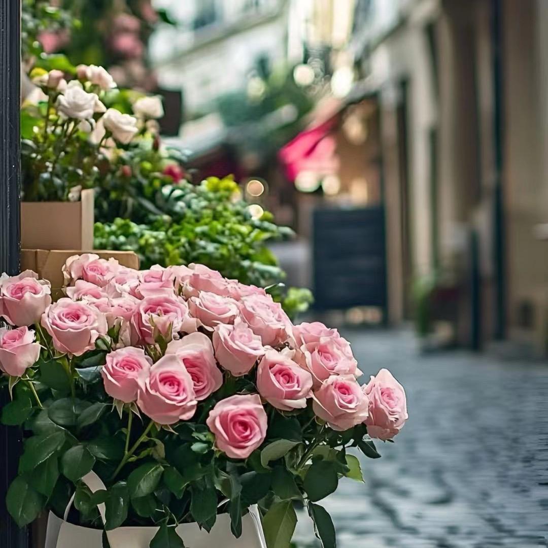 玫瑰🌹……