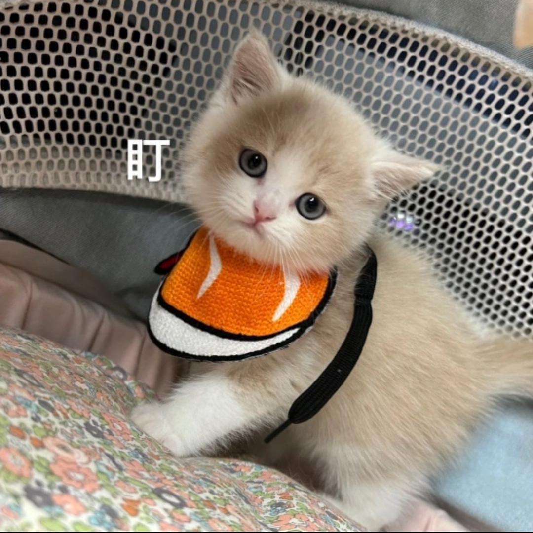 麻麻的小甜心