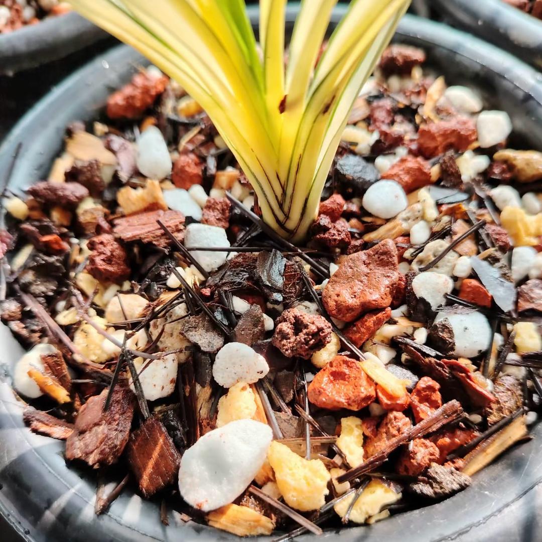 鹤兰植料（兰花生活馆）