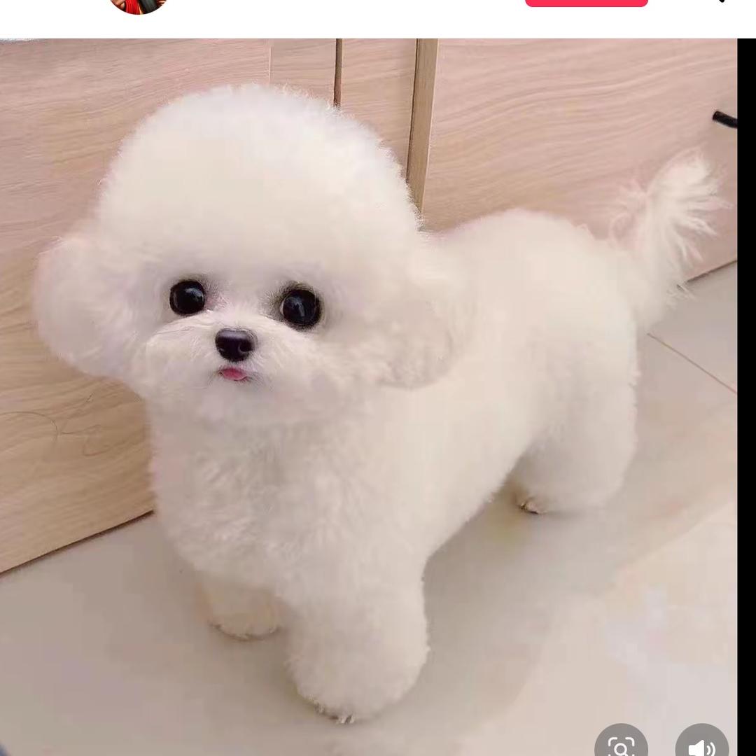 阿妹🌹🌹