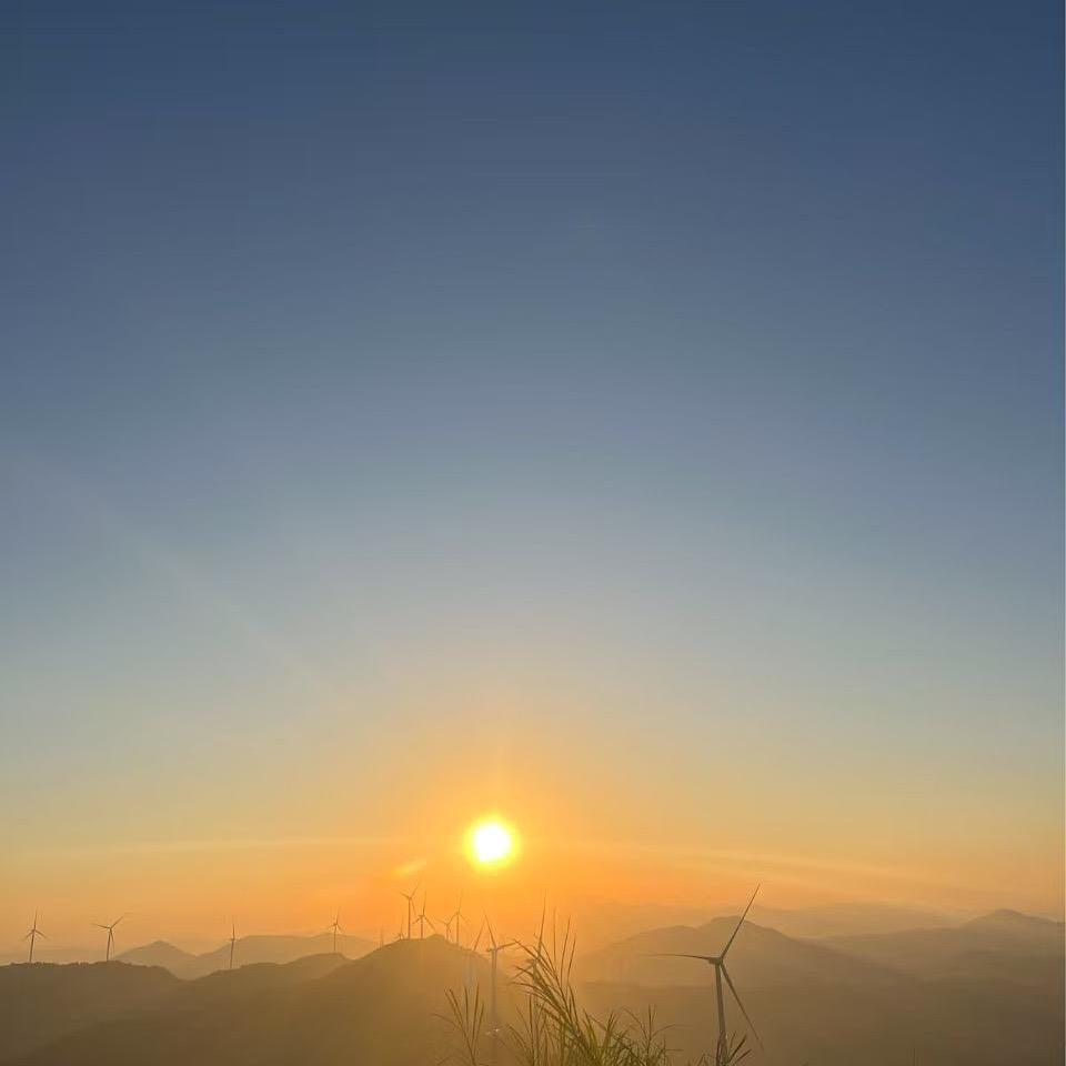 雨露小甜菜