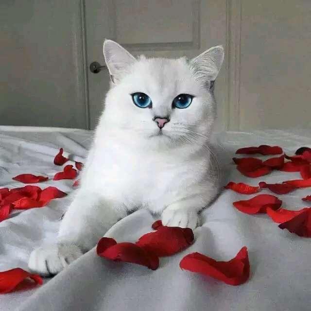 姚