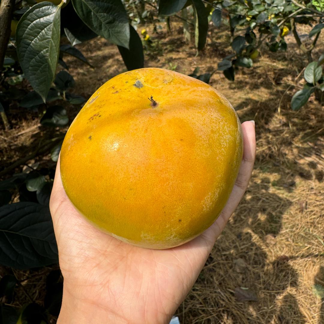 我在广西有点田