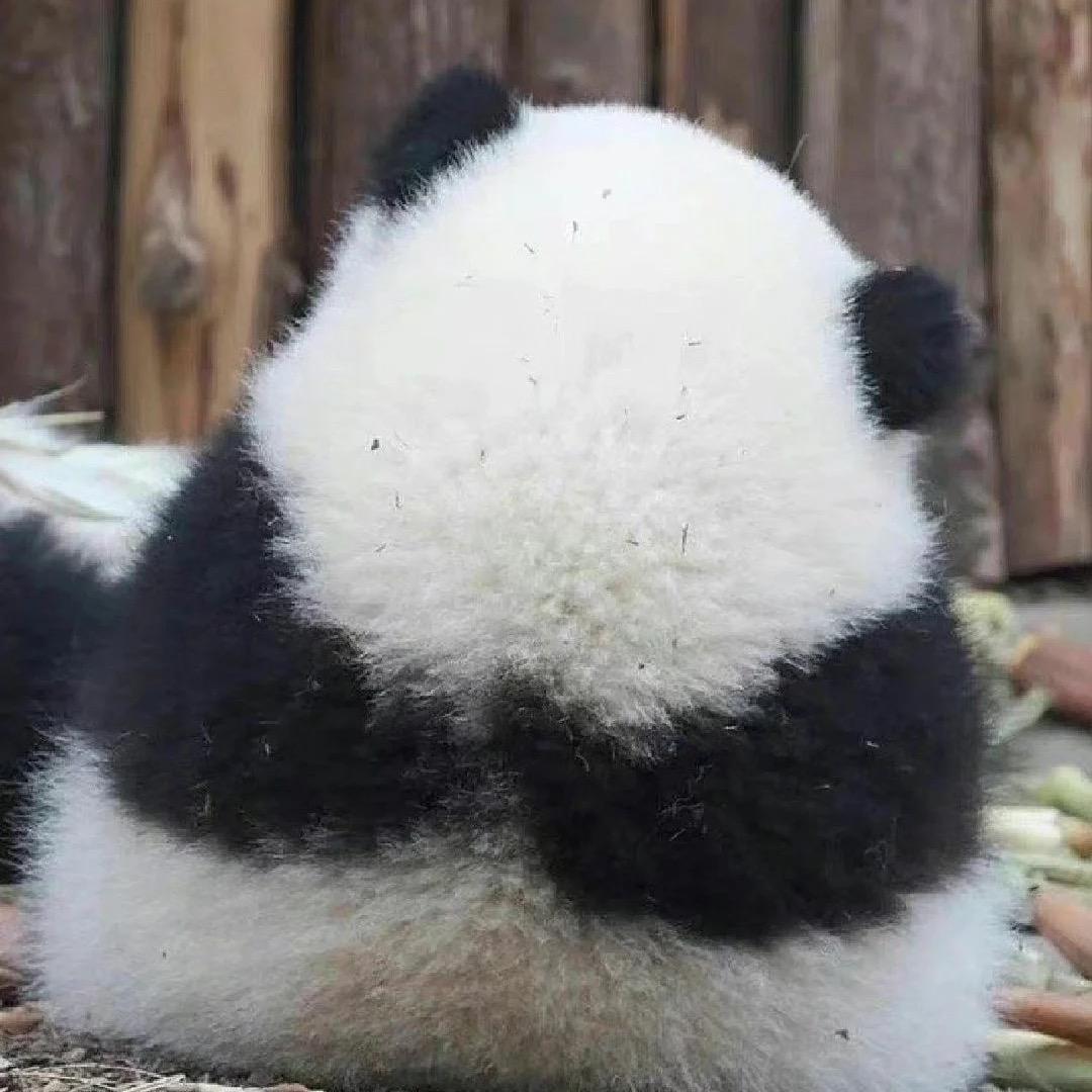 扁桃体不用发言