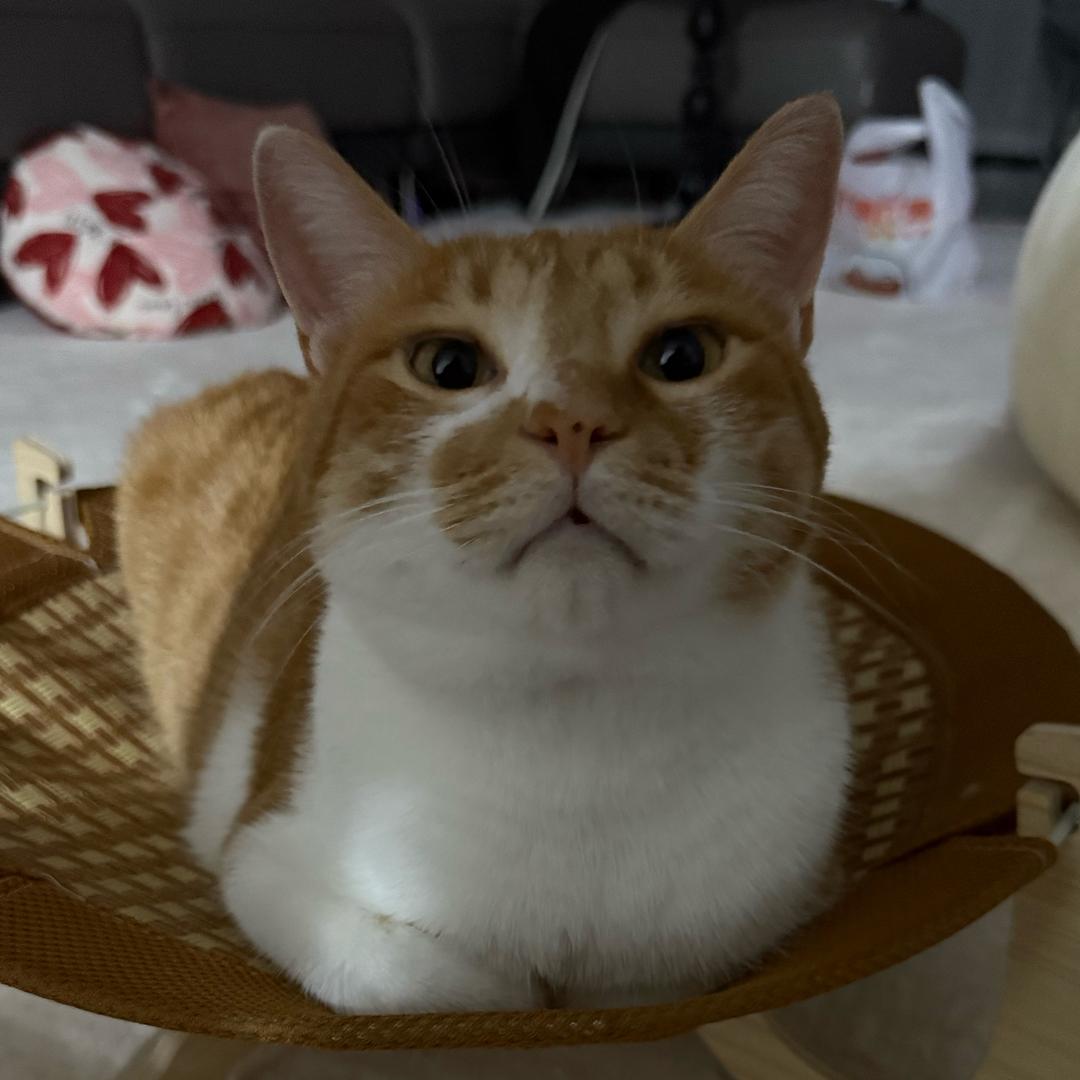 嘎嘣脆脆不脆