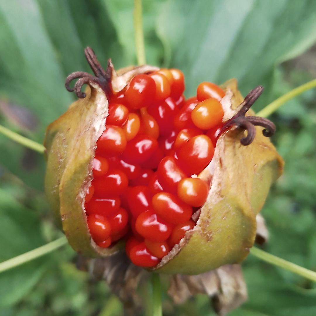 罗幺妹分享深山百草