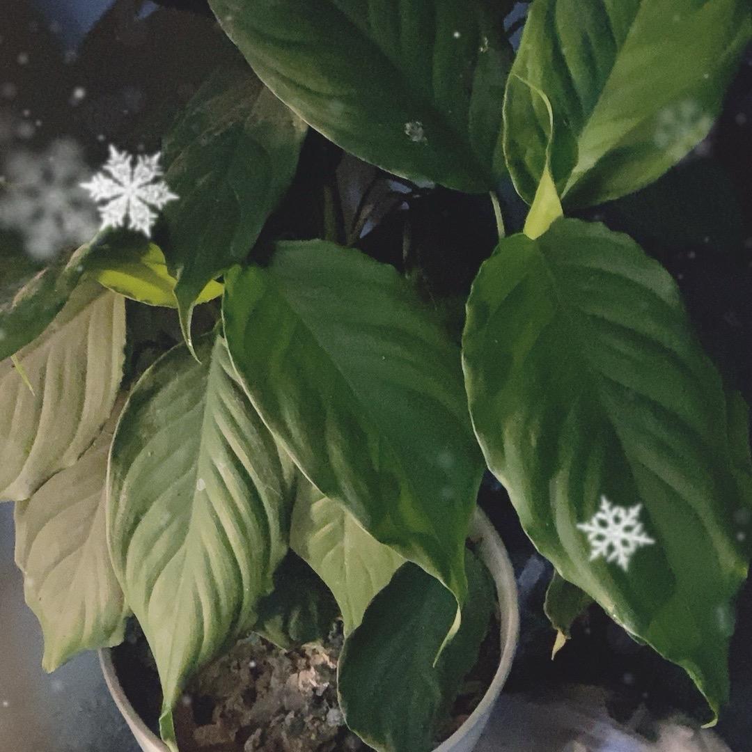 牛牛生辉