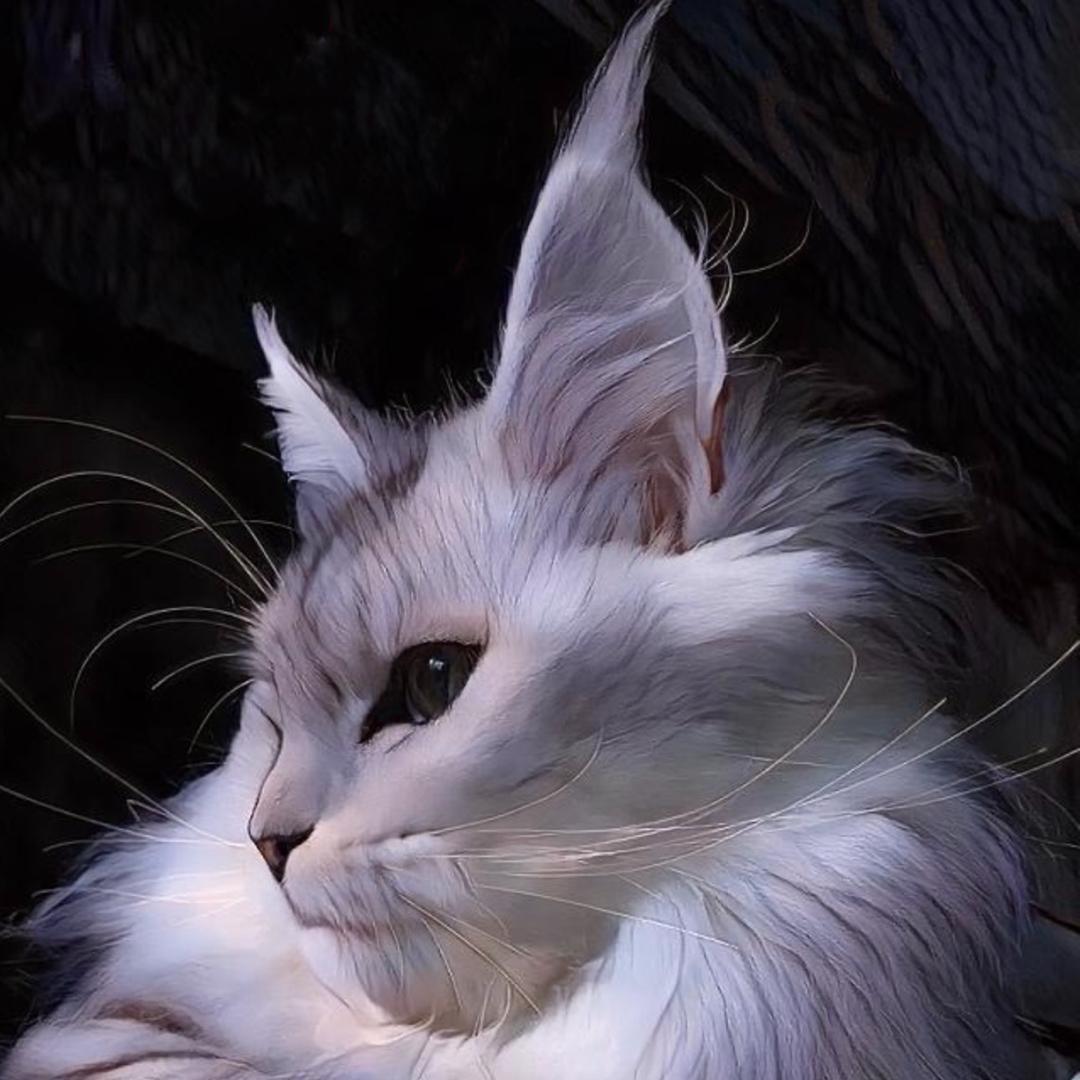 酷恩宠物直播间