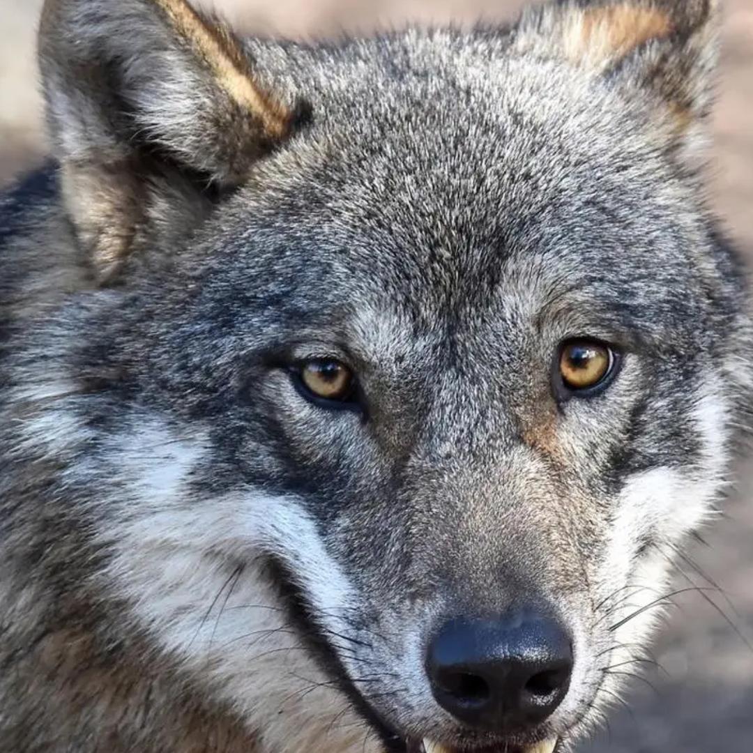 狼王🐺