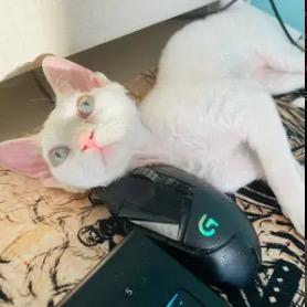 飞扬哥哥家的德文卷毛猫