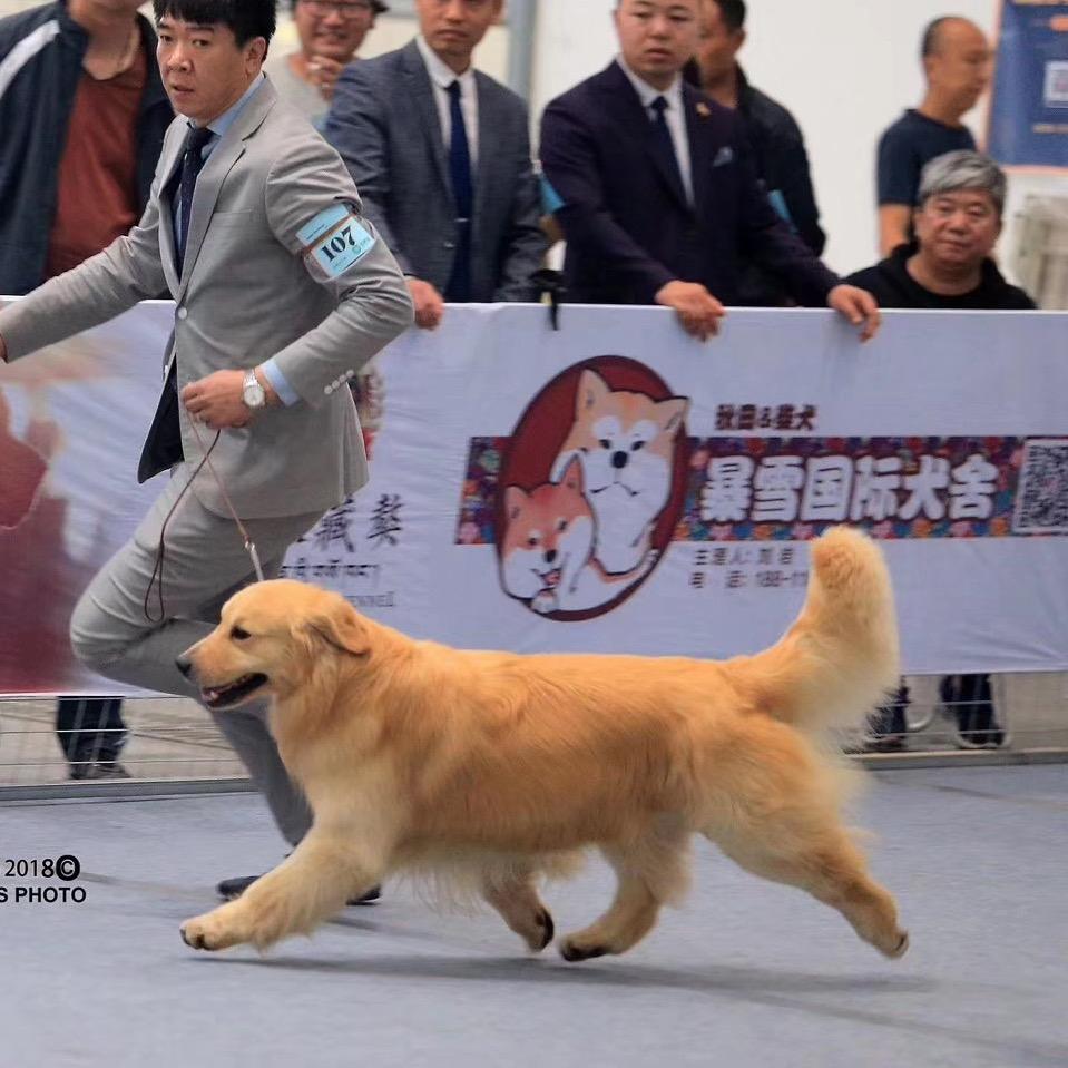 黄金彼岸犬舍