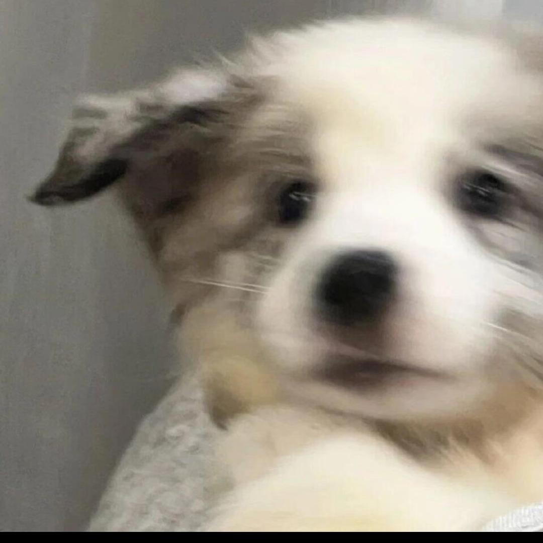 商职学长🍃（迎新版）