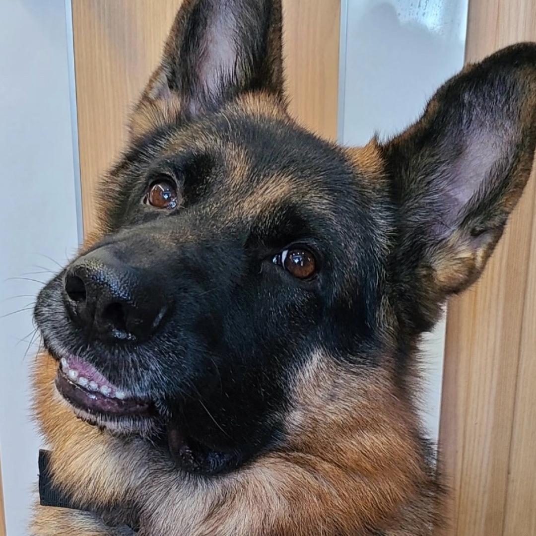 小胡德牧繁育基地