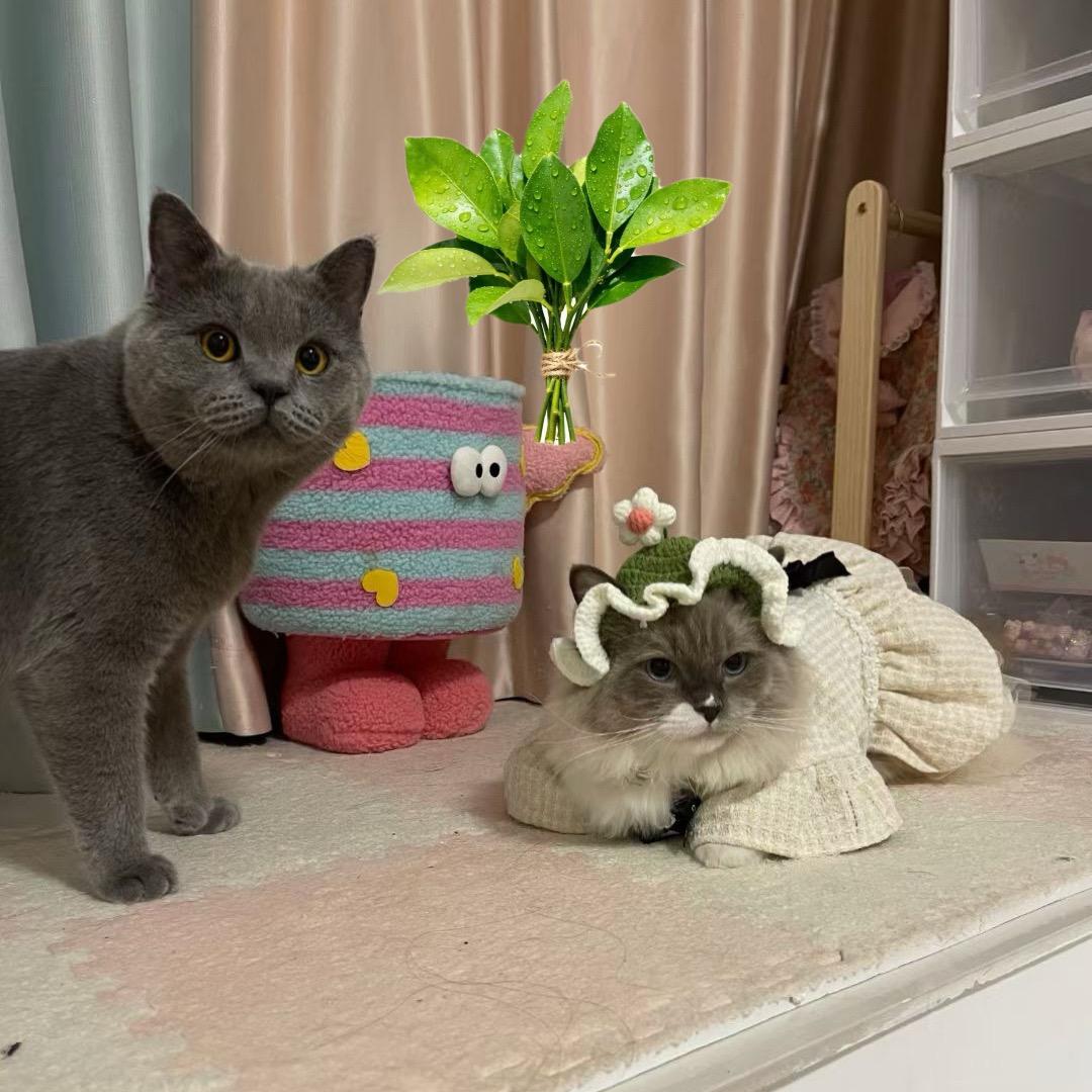 一条ᩚ小锦李ᩚ🐬（鸭子农场陪伴版）