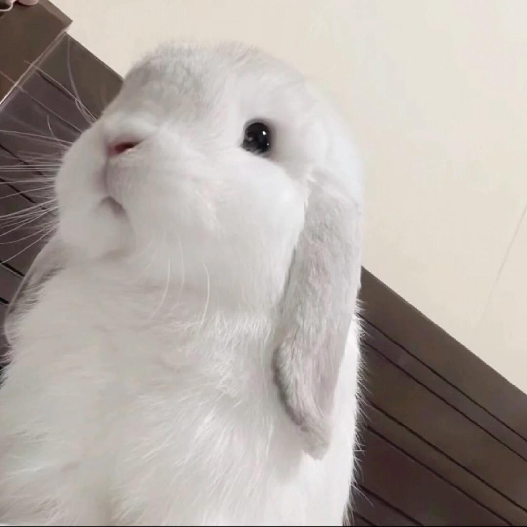 Zhoubaby_