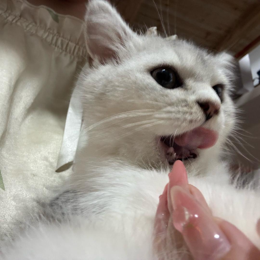 咩咩(见过鹿晗版)