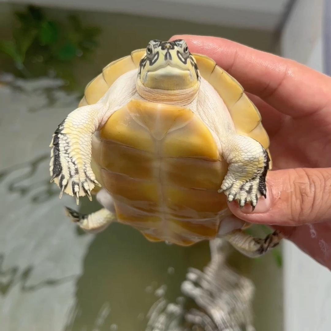 四海龟业