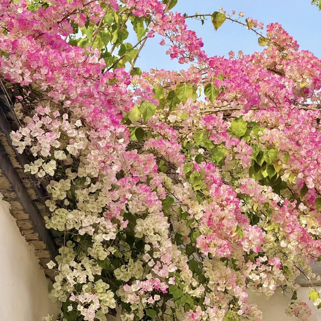 嘉岚花卉种植园