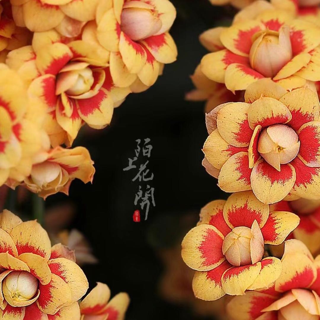 丝路花语