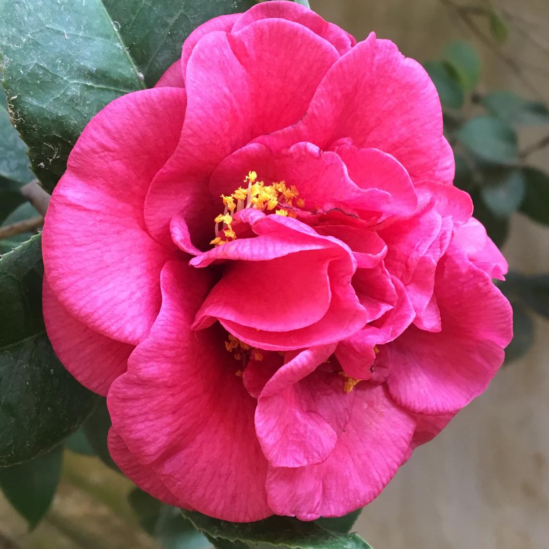 中山市铜添福铜制品有限公司