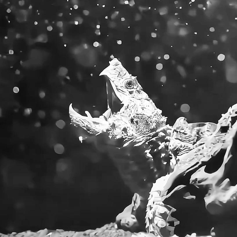 𝐓urtle：𝙏𝘼𝙉𝙆