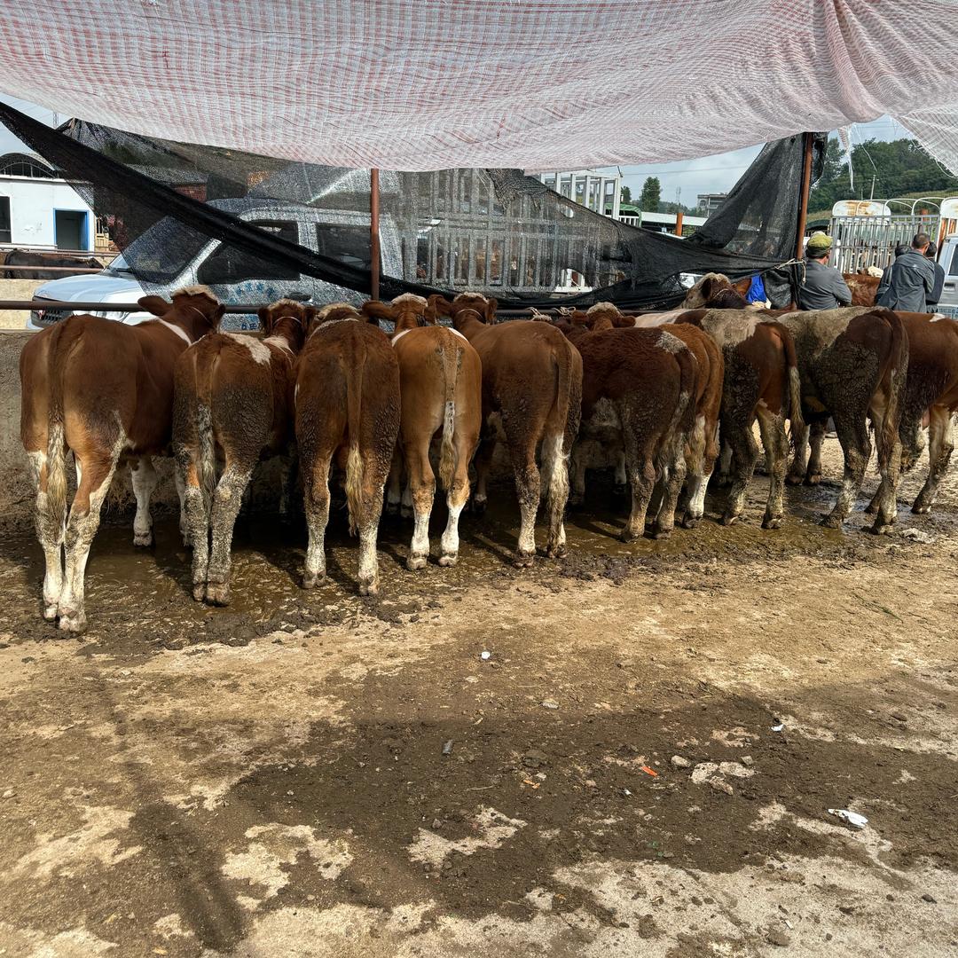 贵州代办[阿云] 🐂