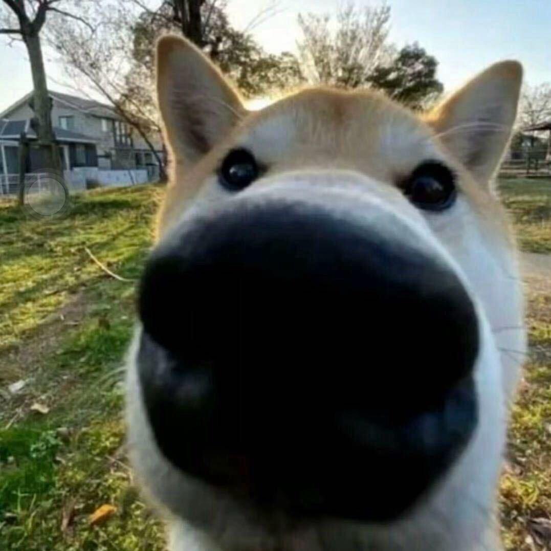 徘徊天