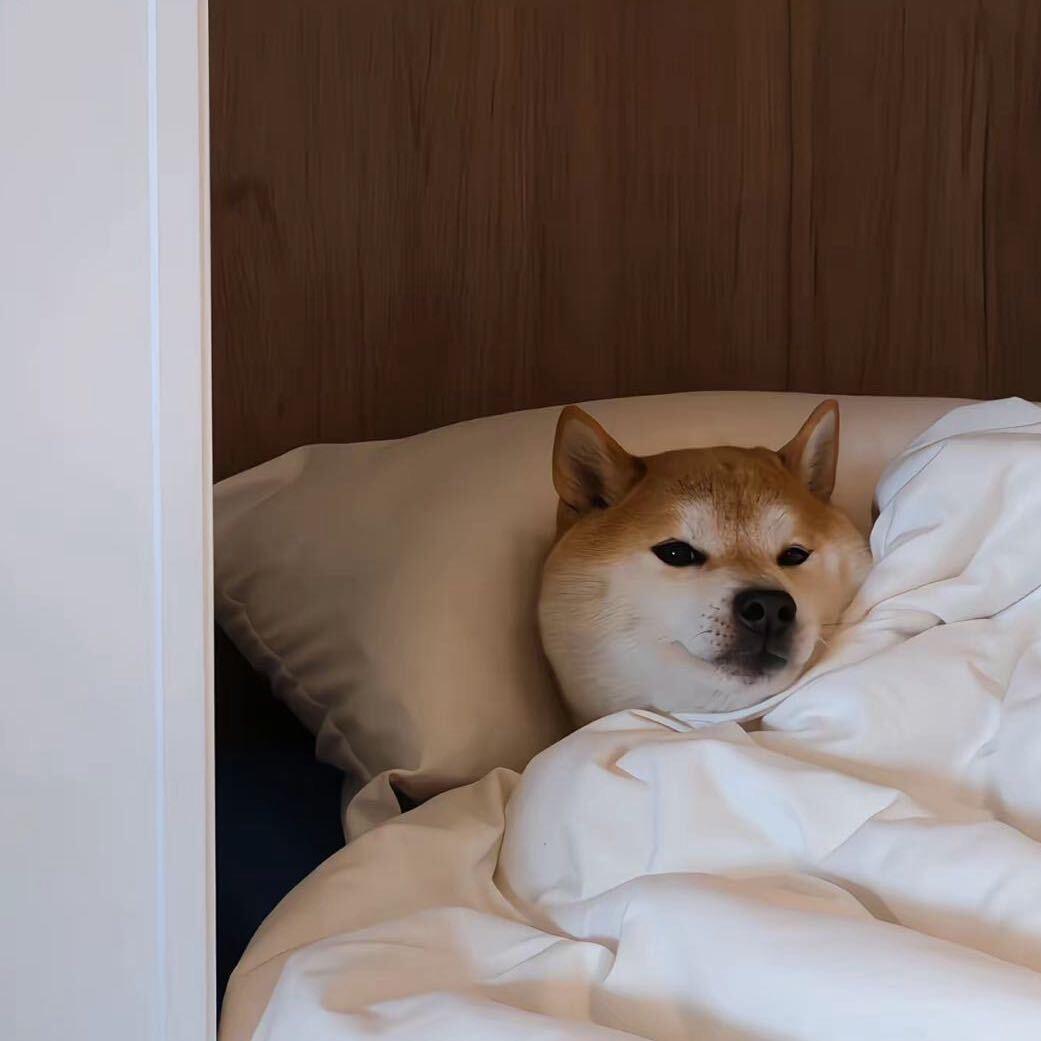 狗蛋儿💰