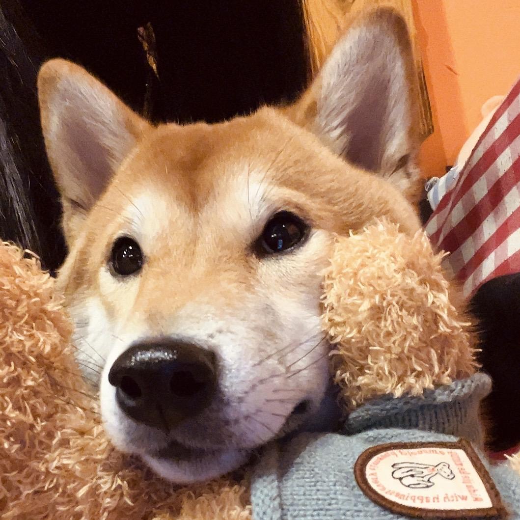 小七很忙🐕