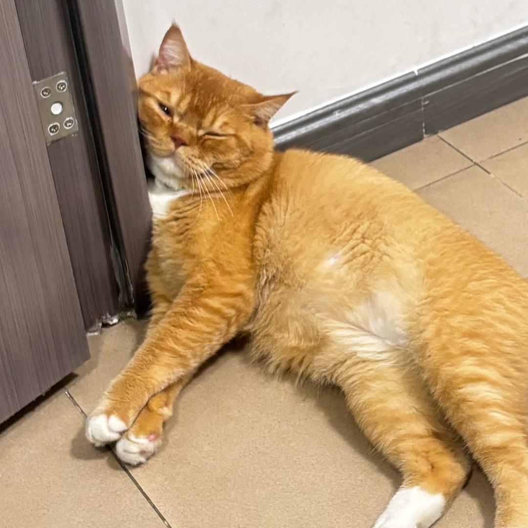 橘猫严选（互关版）