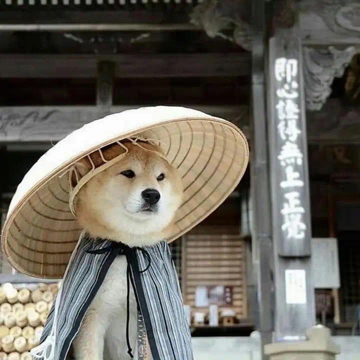 爱睡觉的姚钱树