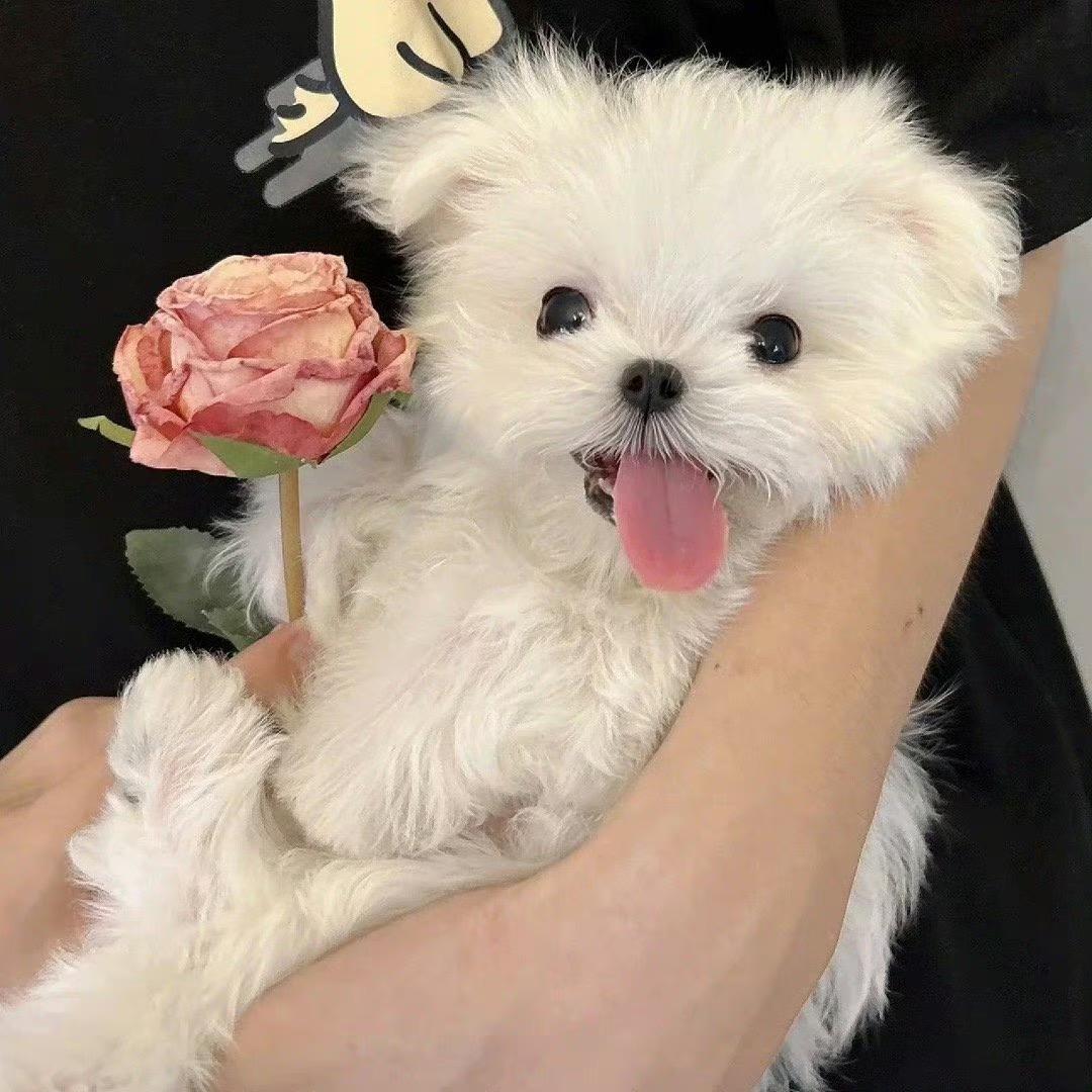 可乐