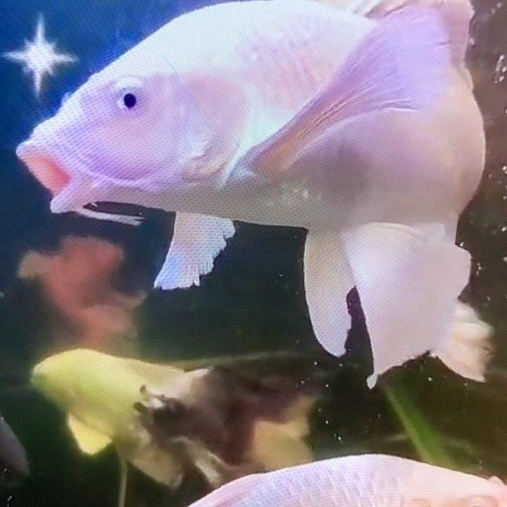 淼淼蝴蝶鲤