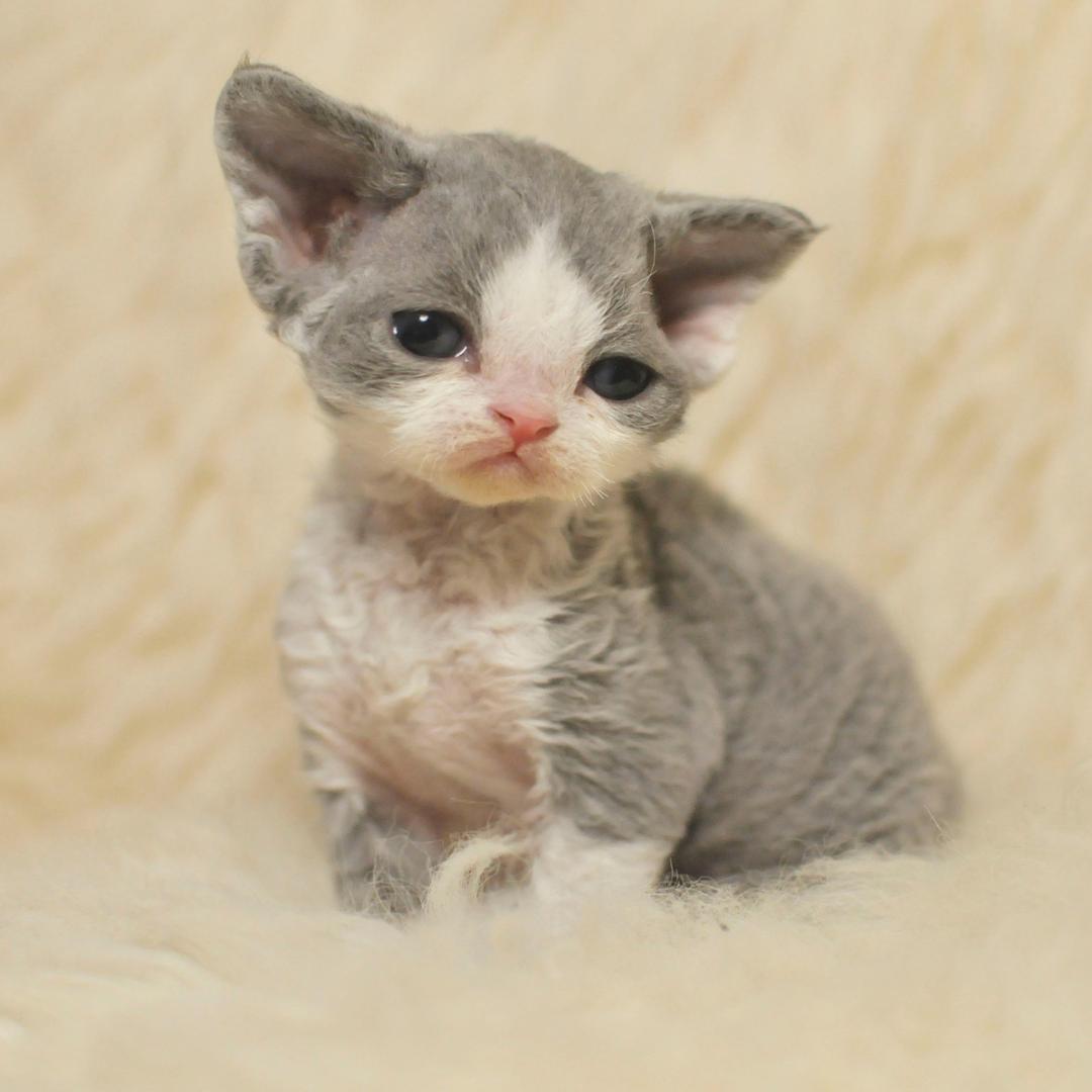 咪偶德文小卷卷