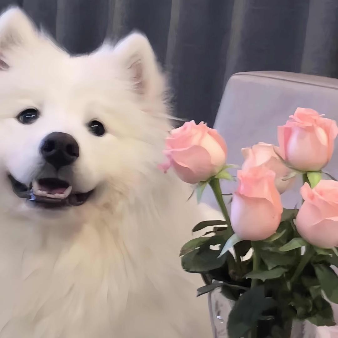 🥺耶耶🥺