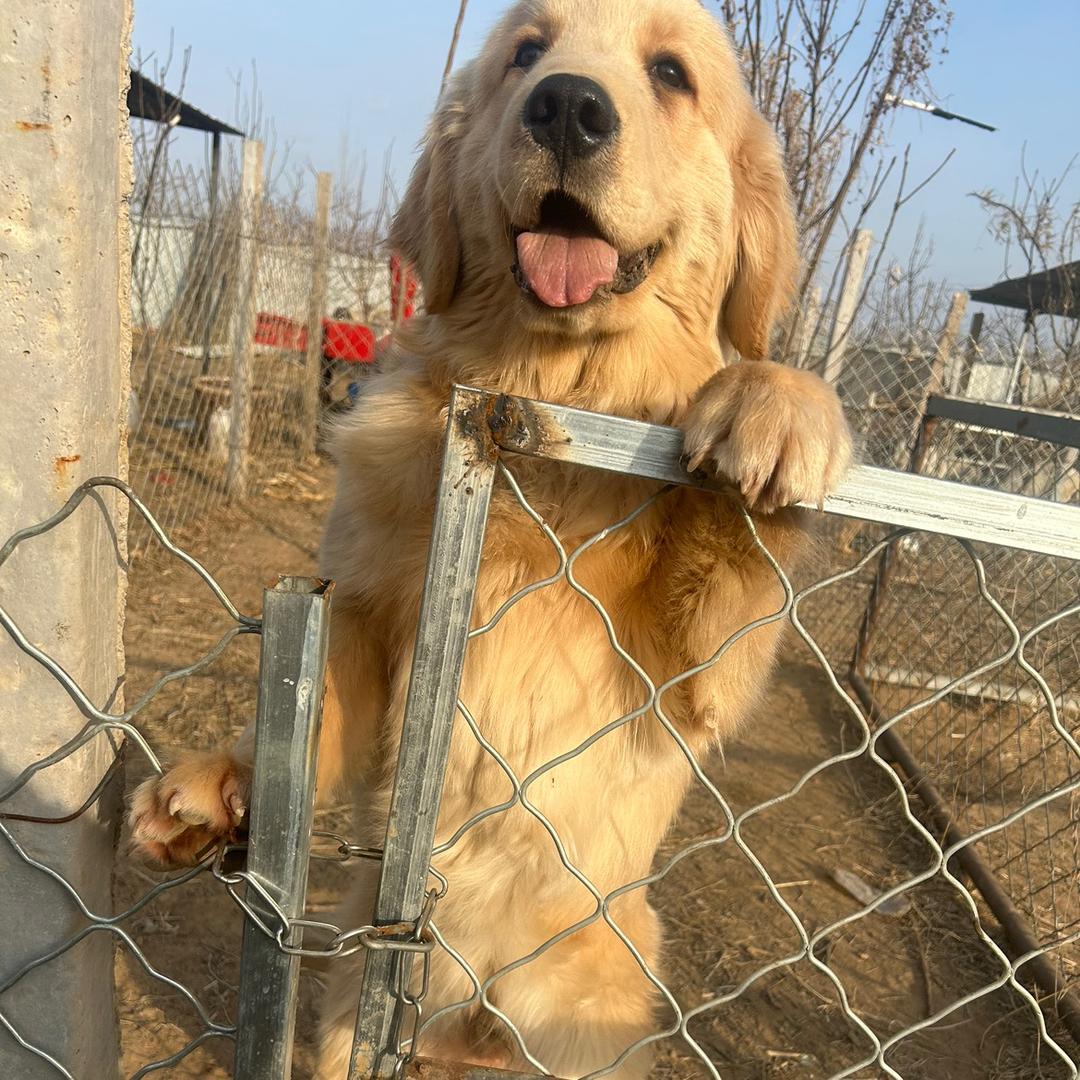 清河县小超犬舍
