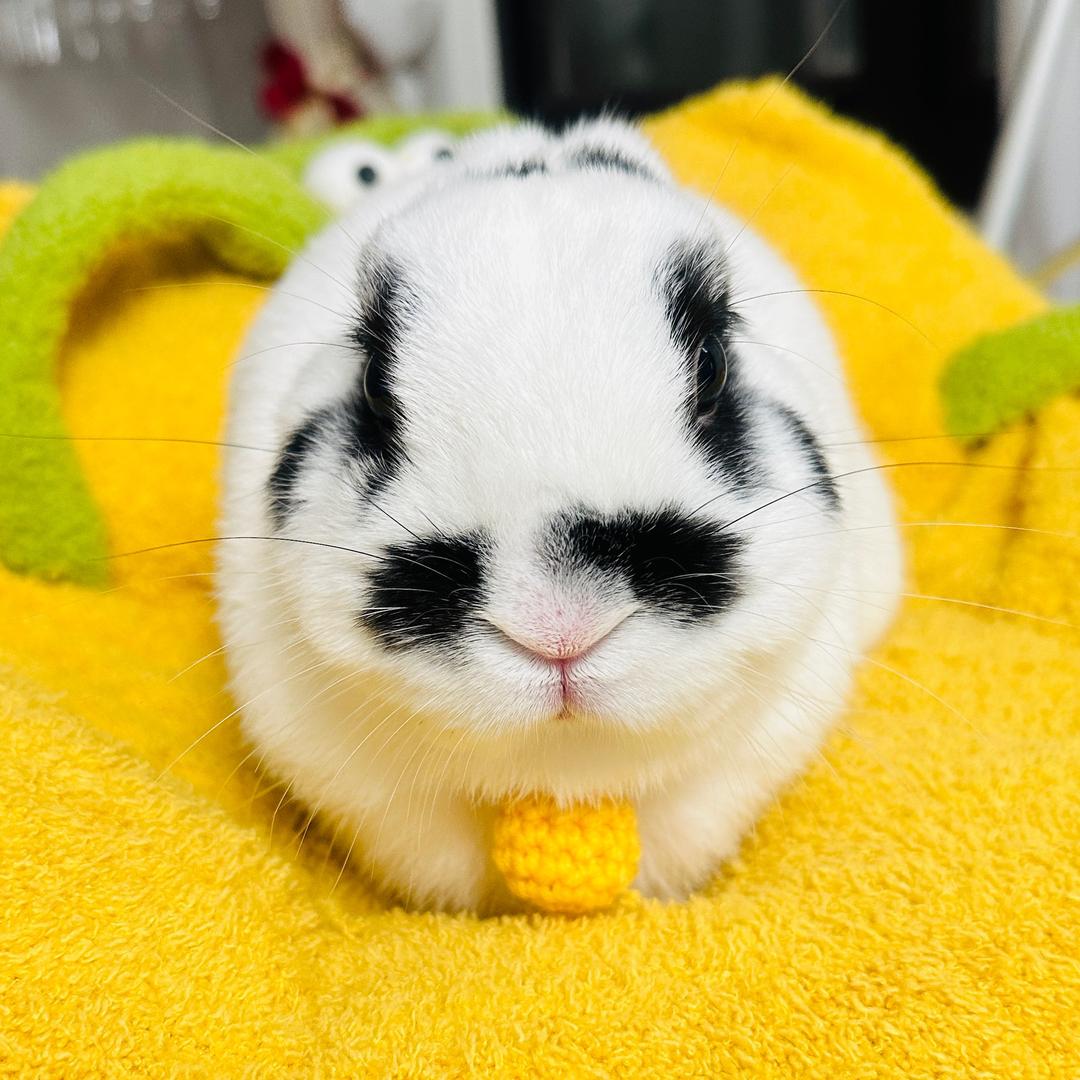 有个傻兔叫好乖