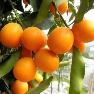 蔡🍊婵姨