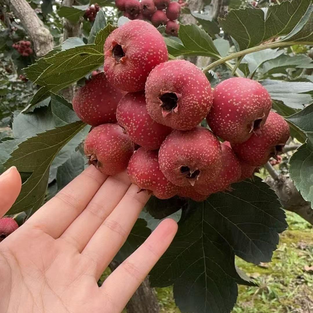 全农欢鲜果优选