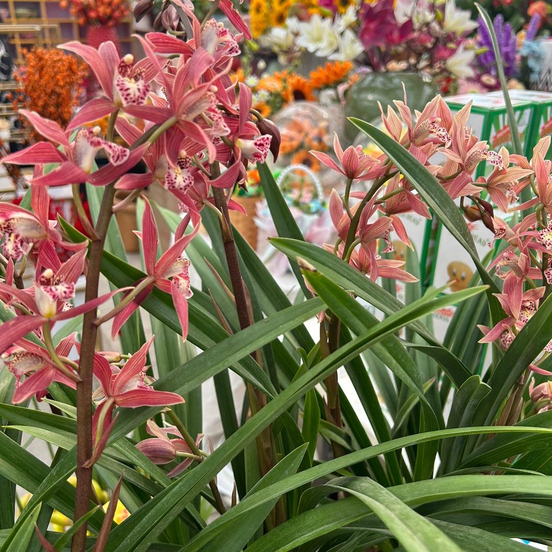 任丘市锦上花卉销售中心